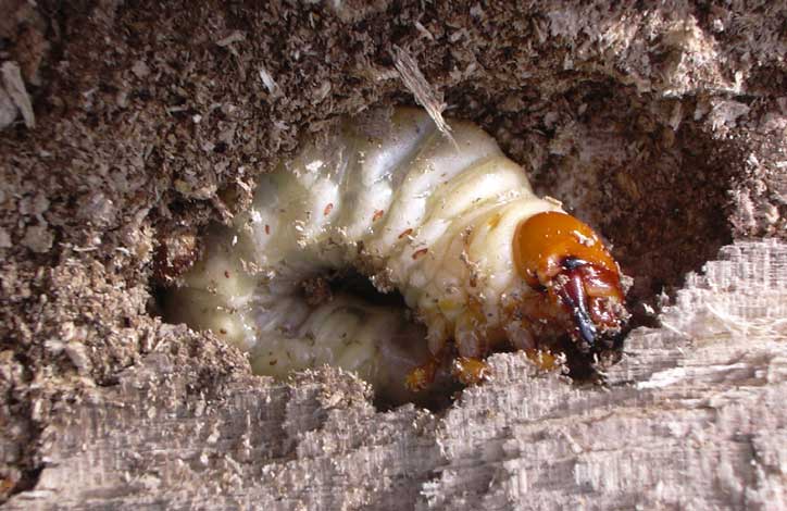 Личинки живущие в дереве. Хрущ Жук личинка. Хрущ личинка майского жука.